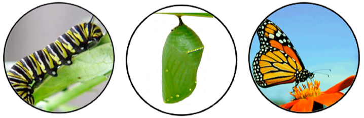 caterpillar turns into a chrysalis and then into a butterfly